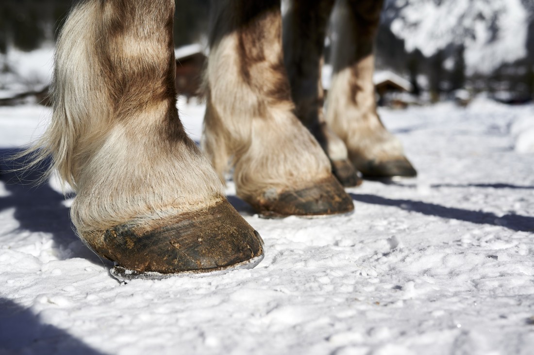 Pferdeschlittenfahrt in Werfenweng